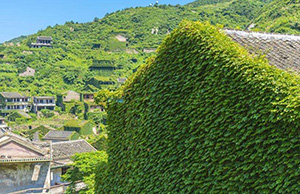 吸煙室空氣（qì）淨化器（qì）—植被